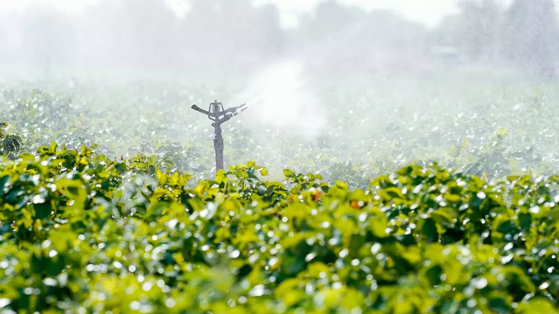 Eine Bewässerungsanlage versprüht Wasser auf einer Ackerfläche bei Beindersheim in Rheinland-Pfalz. - Bild: Uwe Anspach/dpa