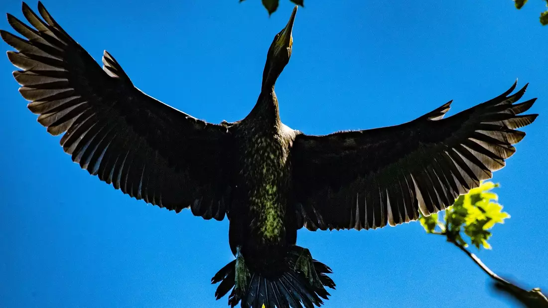 Ein Kormoran fliegt über der Kormoran-Kolonie in Niederhof bei Stralsund im Landkreis Vorpommern-Rügen. - Bild: Stefan Sauer/dpa