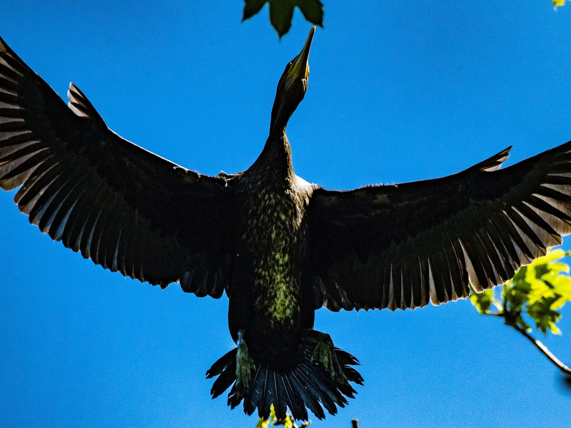 Ein Kormoran fliegt über der Kormoran-Kolonie in Niederhof bei Stralsund im Landkreis Vorpommern-Rügen. - Foto: Stefan Sauer/dpa