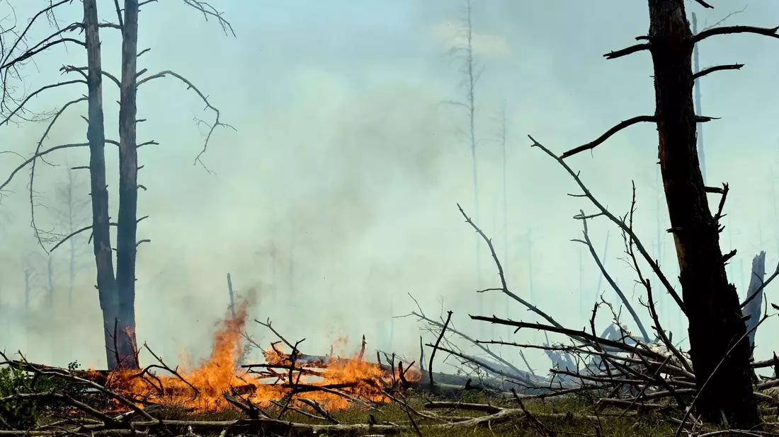 Der Wald bei Jüterbog brennt. - Bild: Michael Bahlo/dpa
