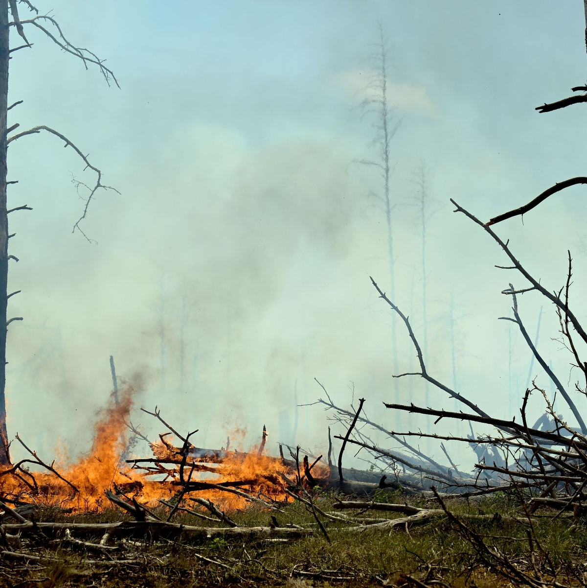 Der Waldbrand in dem ehemaligen Truppenübungsgebiet bei Jüterbog ist immer noch nicht gelöscht. - Foto: Michael Bahlo/dpa