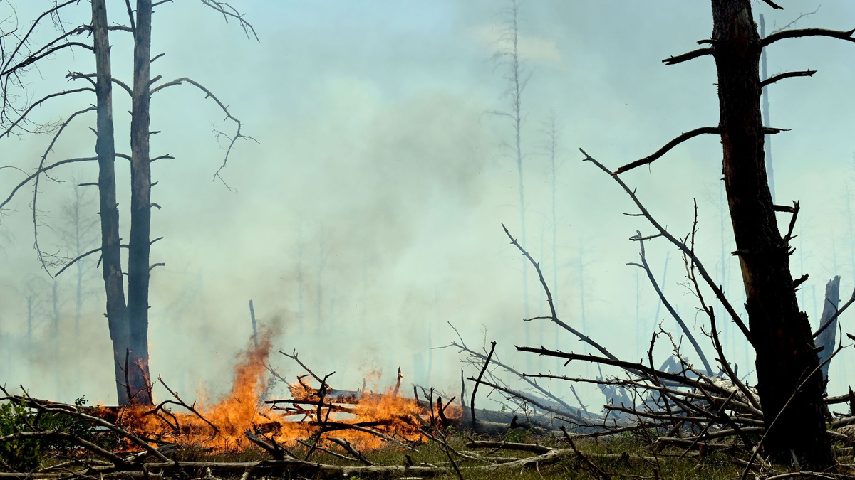 Der Wald bei Jüterbog brennt. - Foto: Michael Bahlo/dpa