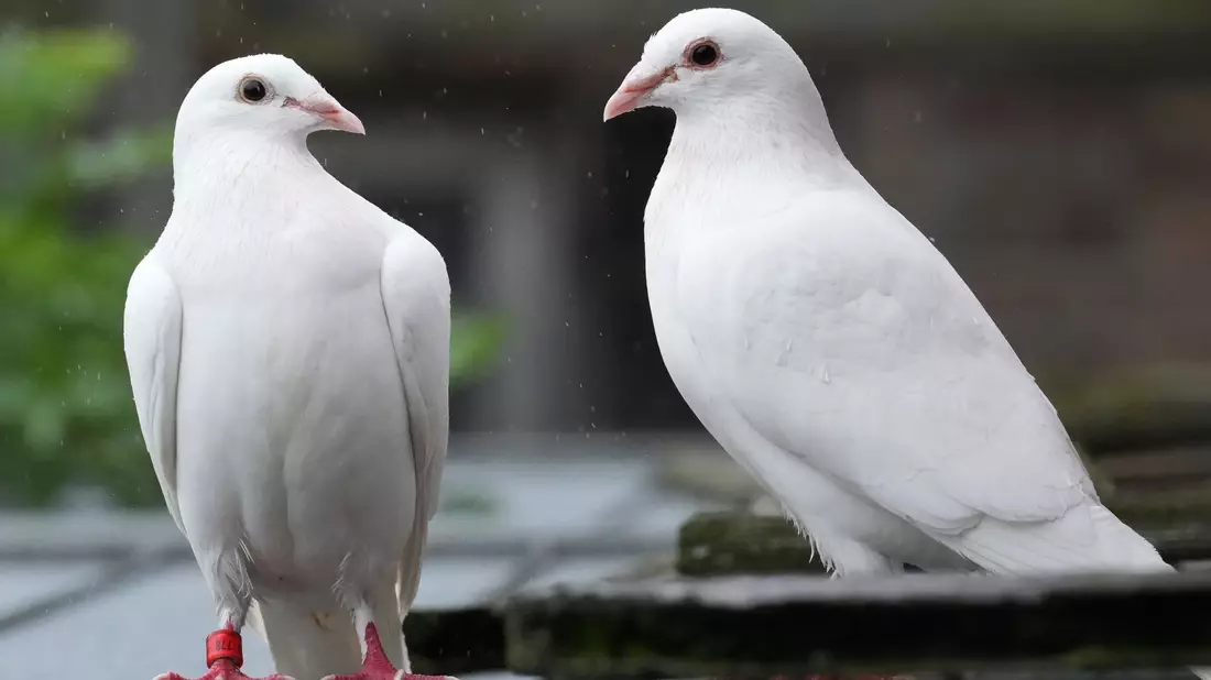 Für viele gehören weiße Tauben zu einer Hochzeit dazu. - Bild: Soeren Stache/dpa