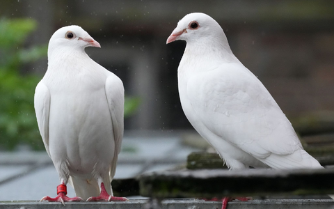 Für viele gehören weiße Tauben zu einer Hochzeit dazu. - Foto: Soeren Stache/dpa