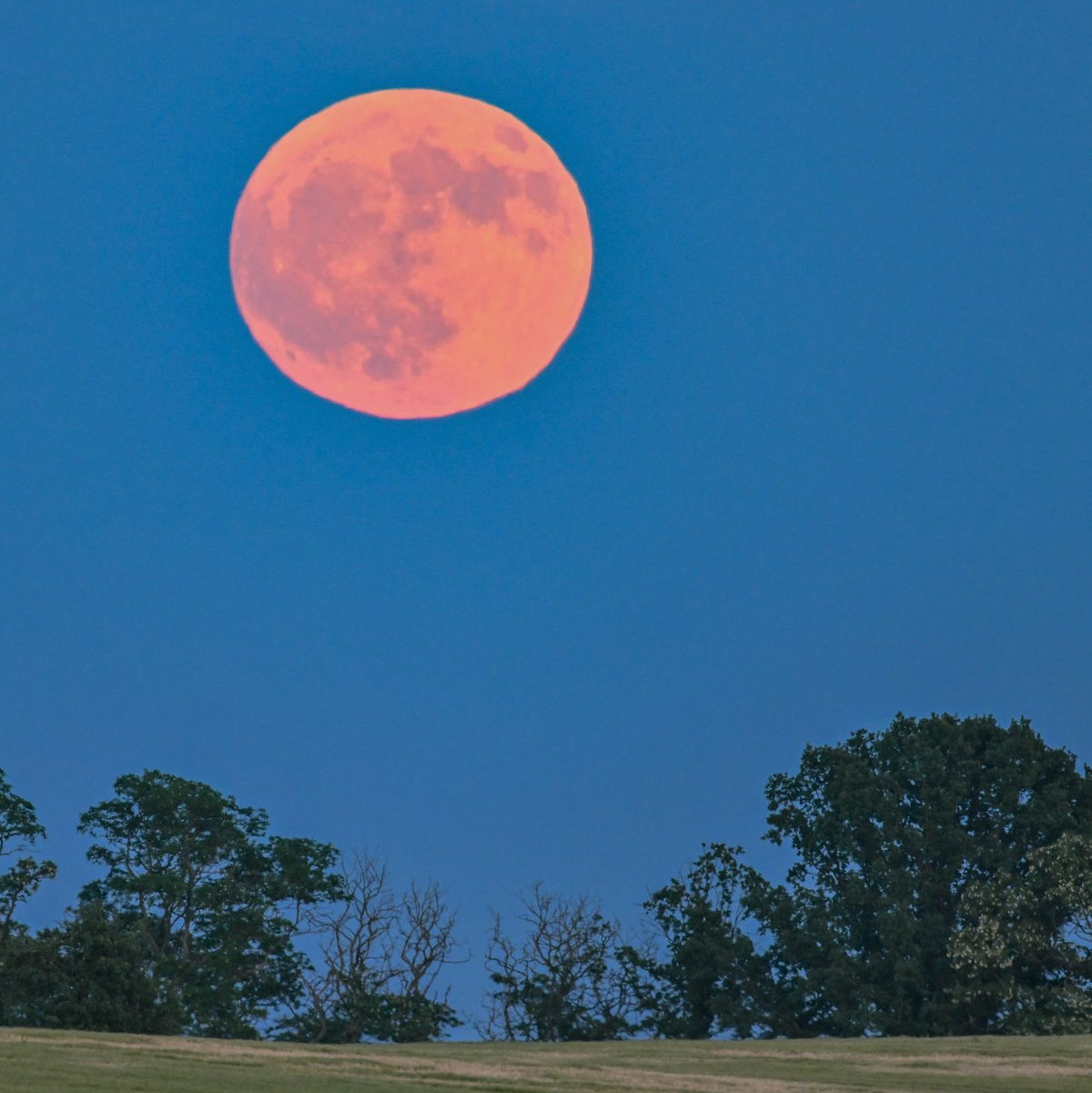 Der Erdbeermond leuchtet am späten Abend rötlich über der Landschaft. - Foto: Patrick Pleul/dpa