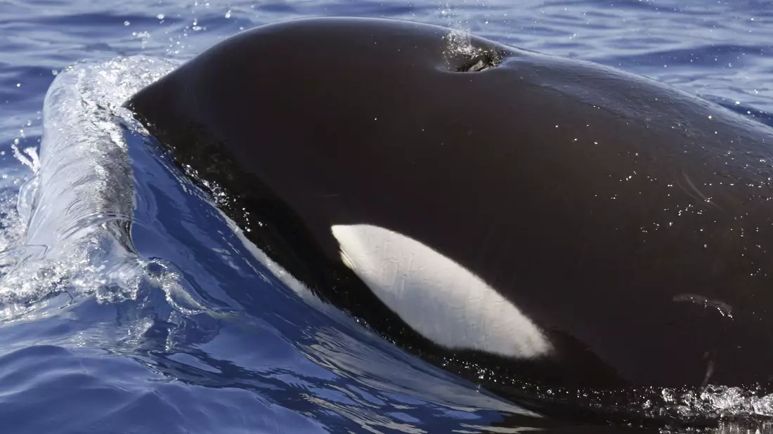 Orcas sind hochintelligente Tiere - Bild: SECAC/Monica Perez/epa efe/dpa