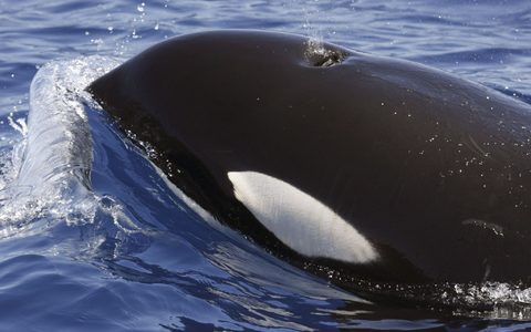 Orcas sind hochintelligente Tiere - Foto: SECAC/Monica Perez/epa efe/dpa