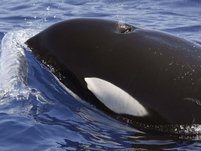 Orcas sind hochintelligente Tiere - Foto: SECAC/Monica Perez/epa efe/dpa