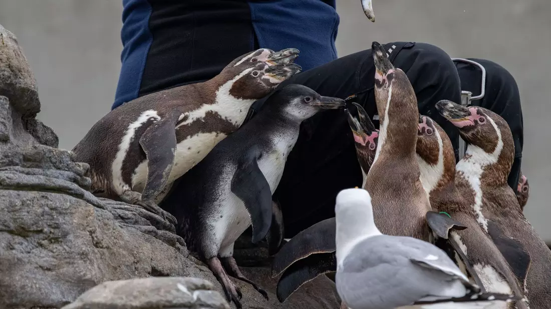 Die Pinguinanlage auf dem Dach des Ozeaneums in Stralsund. - Bild: Stefan Sauer/dpa