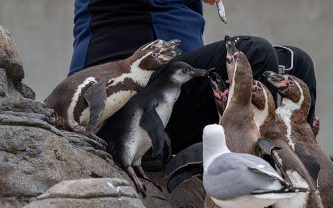 Die Pinguinanlage auf dem Dach des Ozeaneums in Stralsund. - Foto: Stefan Sauer/dpa