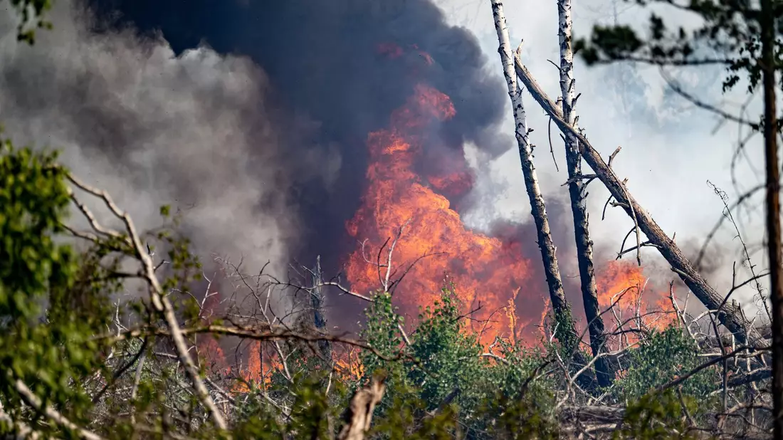 Einsatzkräfte der Feuerwehr bekämpfen in einem Waldstück nahe Jüterbog das Feuer. - Bild: Fabian Sommer/dpa