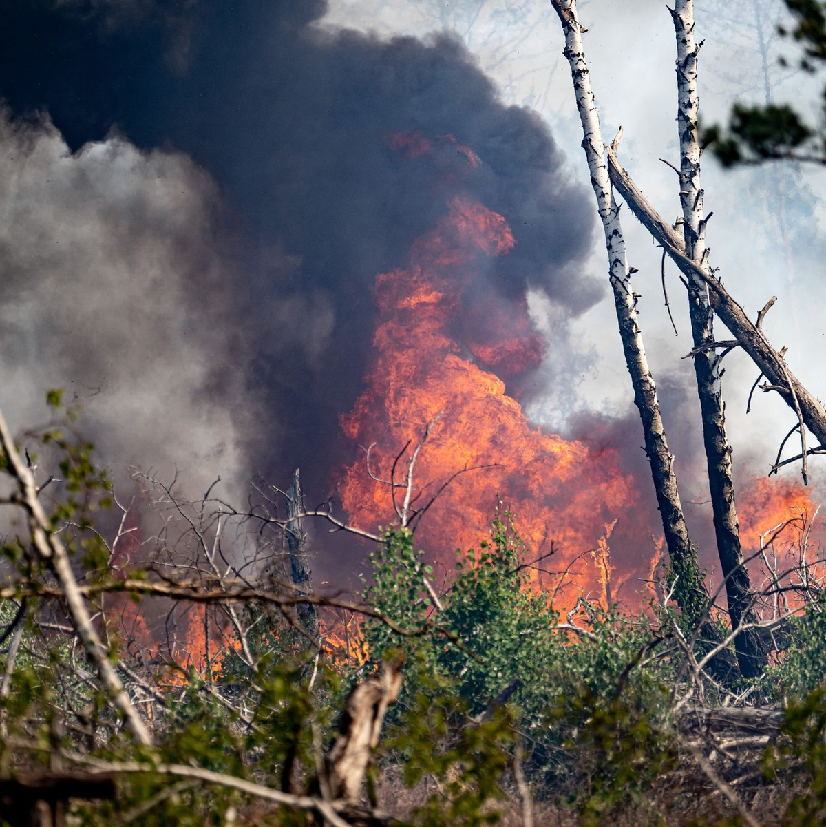 Flammen schlagen in einem Waldstück nahe Jüterbog in die Höhe. - Foto: Fabian Sommer/dpa