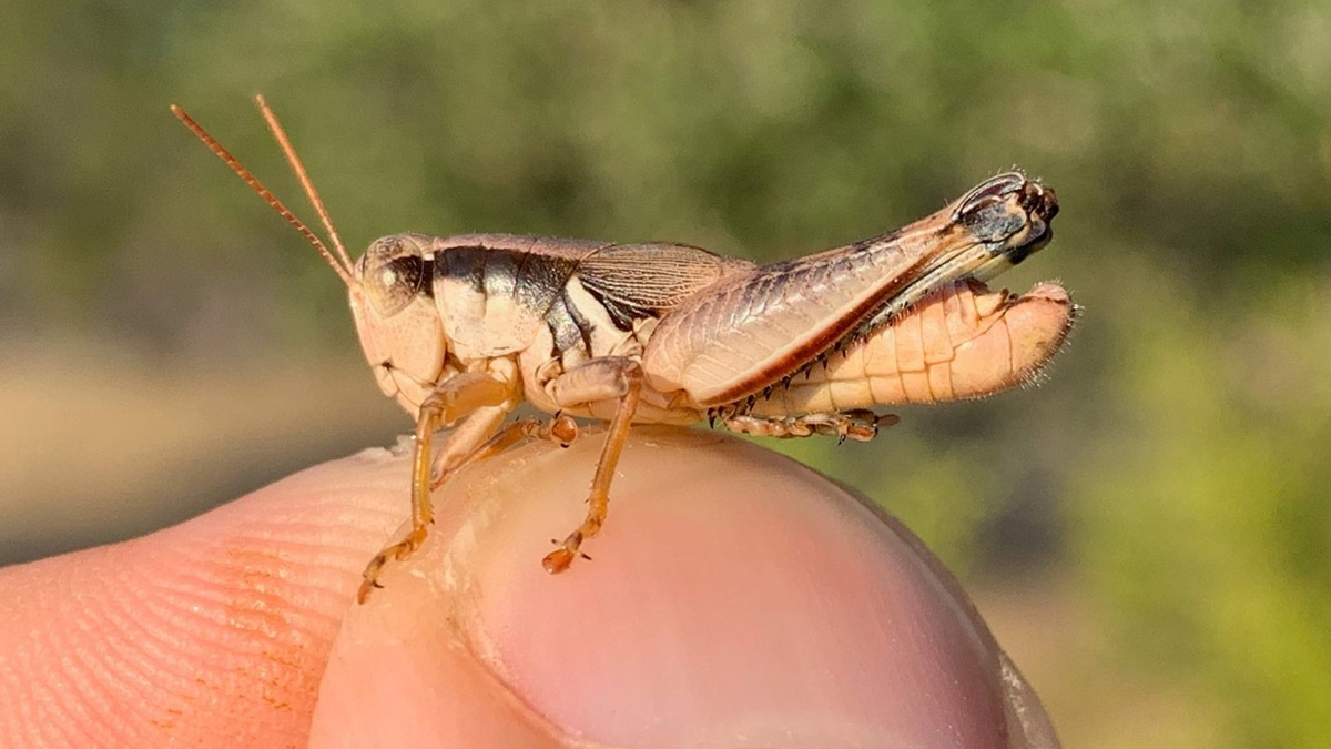 iIsgesamt sieben neue Grashüpfer-Arten haben Forscher entdeckt. - Foto: JoVonn Hill/dpa
