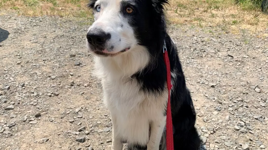 POL-PDTR: Entlaufener Hund - Bild: presseportal.de