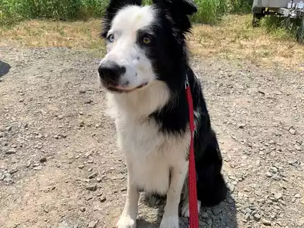 POL-MK: Frierender Fundhund im Gebüsch - Foto: presseportal.de