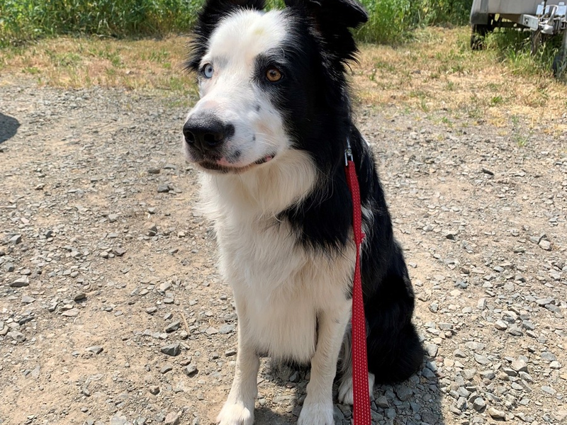 POL-RBK: Bergisch Gladbach - Besitzer eines herrenlosen Hundes gesucht - Foto: presseportal.de