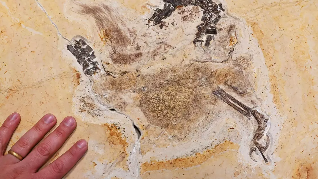 Im Staatlichen Museum für Naturkunde Karlsruhe wird das Fossil eines «Ubirajara jubatus» Sauriers gezeigt. Das wohl unrechtmäßig nach Baden-Württemberg gebrachte Fossil ist inzwischen zurück in Brasilien. - Bild: Uli Deck/dpa