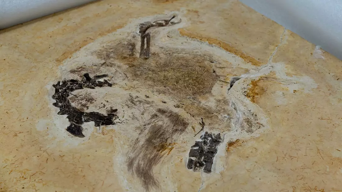 Auf diesem vom brasilianischen Wissenschaftsministerium zur Verfügung gestellten Bild ist das Fossil des Sauriers Ubirajara jubatus zu sehen, als es im Museum Cariri ankommt. - Bild: Raul Vasconcelos/MCTI Brasil/dpa