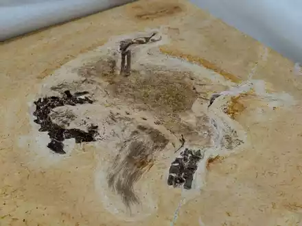 Auf diesem vom brasilianischen Wissenschaftsministerium zur Verfügung gestellten Bild ist das Fossil des Sauriers Ubirajara jubatus zu sehen, als es im Museum Cariri ankommt. - Foto: Raul Vasconcelos/MCTI Brasil/dpa