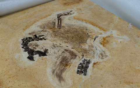 Auf diesem vom brasilianischen Wissenschaftsministerium zur Verfügung gestellten Bild ist das Fossil des Sauriers Ubirajara jubatus zu sehen, als es im Museum Cariri ankommt. - Foto: Raul Vasconcelos/MCTI Brasil/dpa