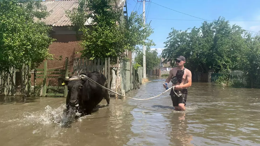 Ein Mann evakuiert eine Kuh aus einem überfluteten Viertel in Cherson. - Bild: --/kyodo/dpa