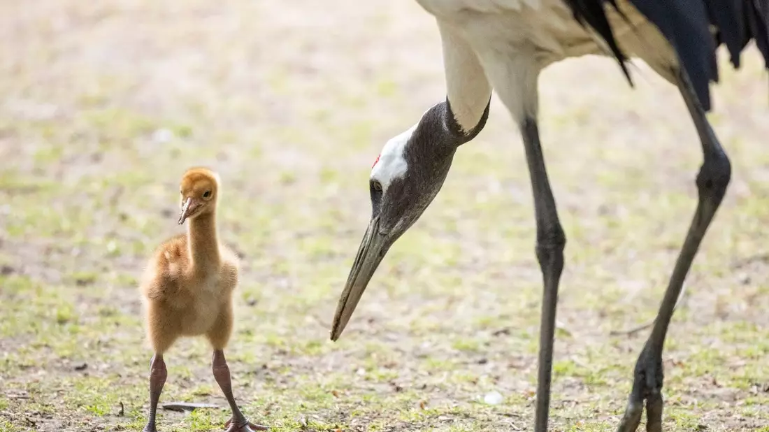 Das Schneekranichküken im Freigehege des Kölner Zoos. - Bild: Thomas Banneyer/dpa