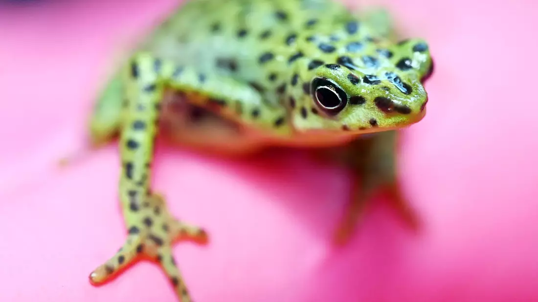 Eine bedrohte Rio-Pescado-Stummelfußkröte (Atelopus balios) im Karlsruher Zoo. In der baden-württembergischen Stadt trifft sich der Verband der Zoologischen Gärten (VdZ) zur Jahrestagung. - Bild: Uli Deck/dpa