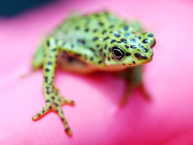 Eine bedrohte Rio-Pescado-Stummelfußkröte (Atelopus balios) im Karlsruher Zoo. In der baden-württembergischen Stadt trifft sich der Verband der Zoologischen Gärten (VdZ) zur Jahrestagung. - Foto: Uli Deck/dpa