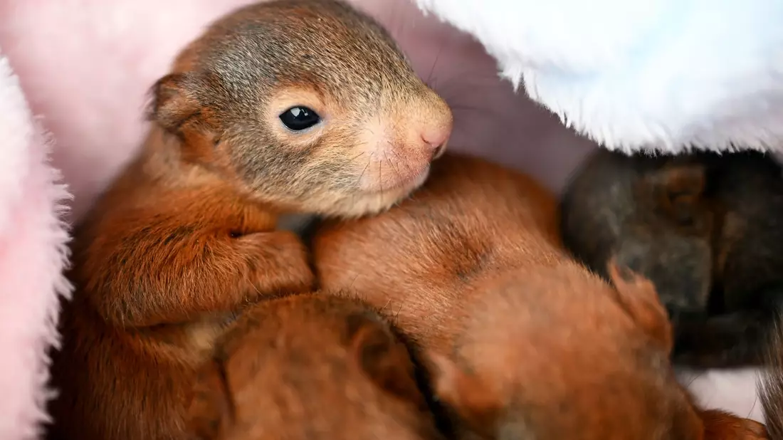 Zwei wenige Tage alte Eichhörnchen-Babys. - Bild: Pia Bayer/dpa