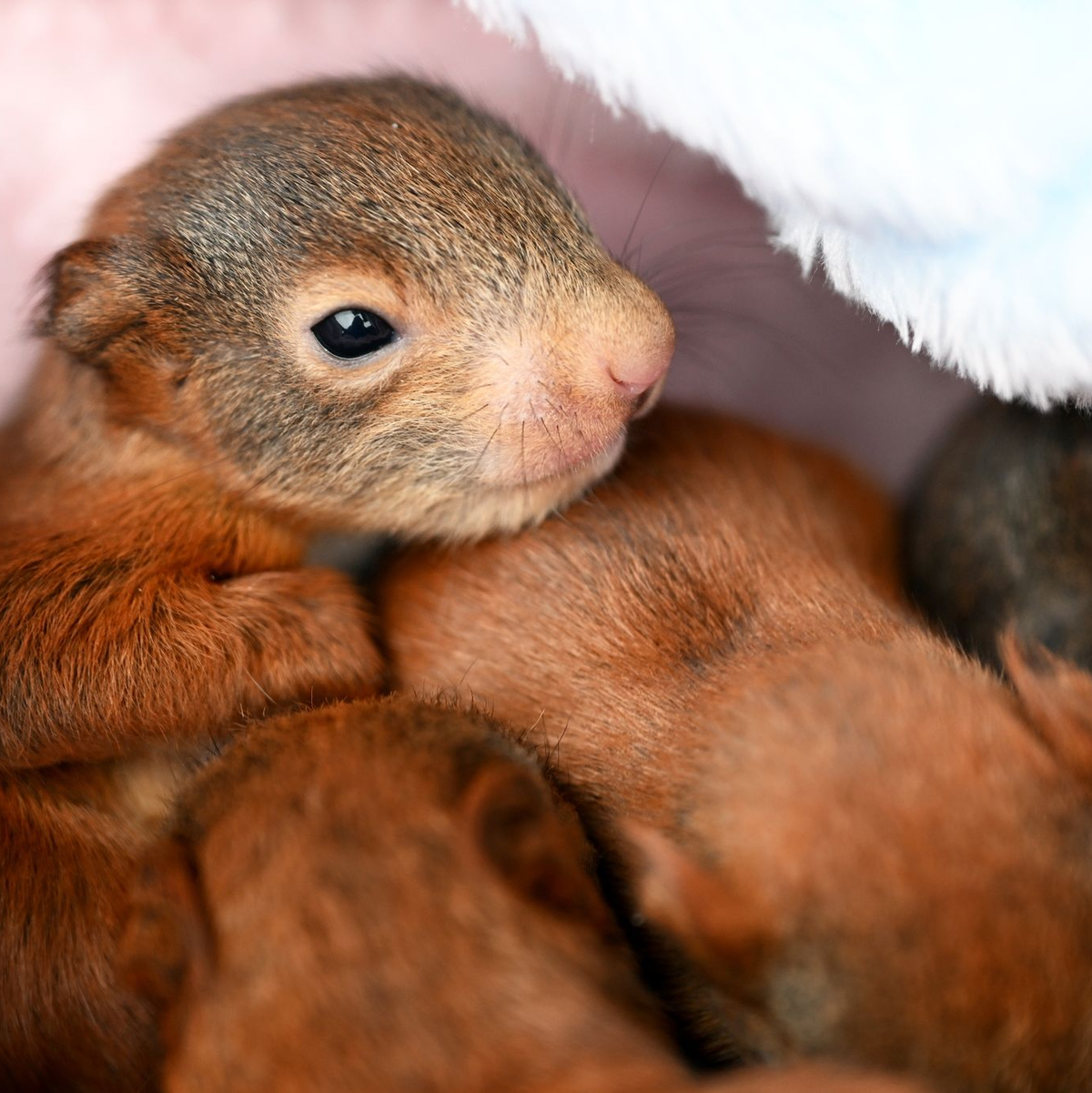 Zwei wenige Tage alte Eichhörnchen-Babys. - Foto: Pia Bayer/dpa