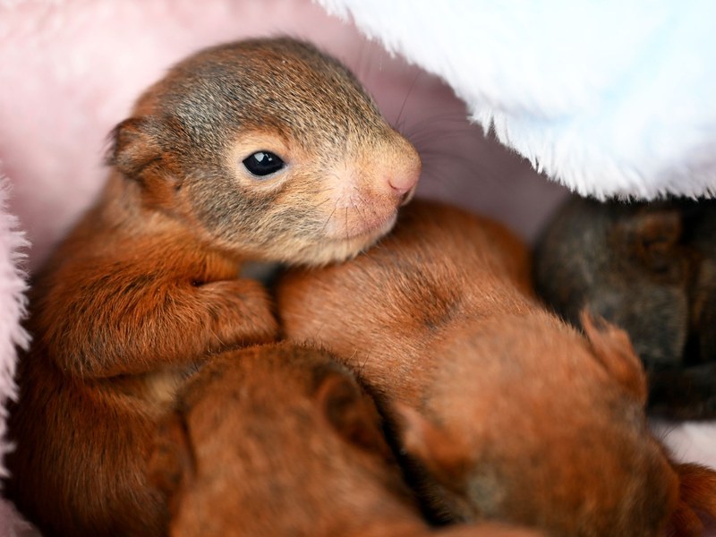 Zwei wenige Tage alte Eichhörnchen-Babys. - Foto: Pia Bayer/dpa
