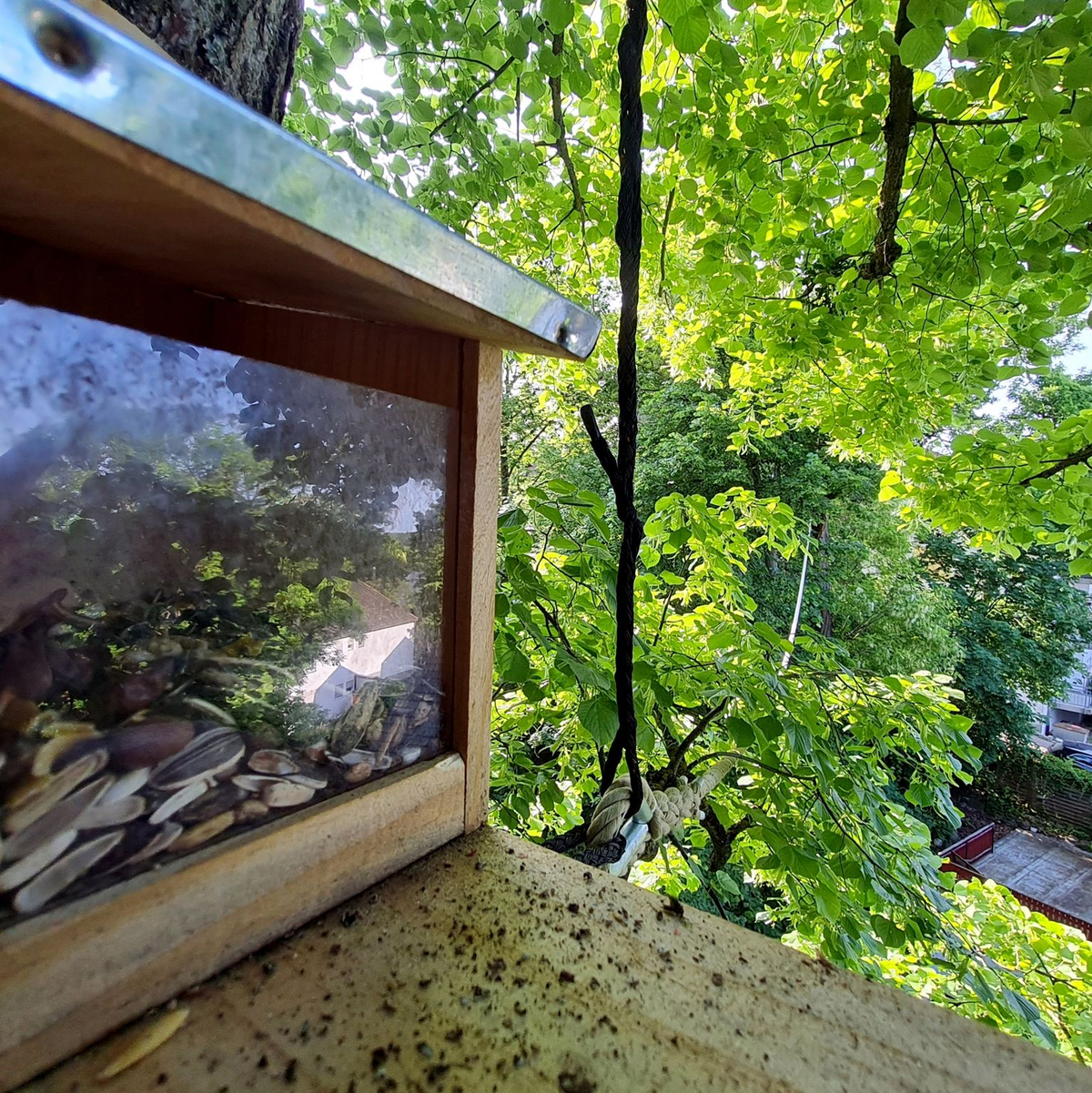 Eine Futterstelle am Ende eines dicken Taus oberhalb einer Straße hält verschiedene Kerne und Nüsse bereit. Sie soll Eichhörnchen Geschmack auf eine neue Überquerungshilfe machen. - Foto: Pia Bayer/dpa