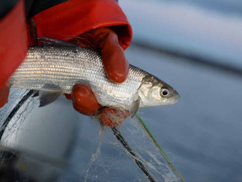 Der Bodensee-Fisch schlechthin: Felchen - Foto: Felix Kästle/dpa