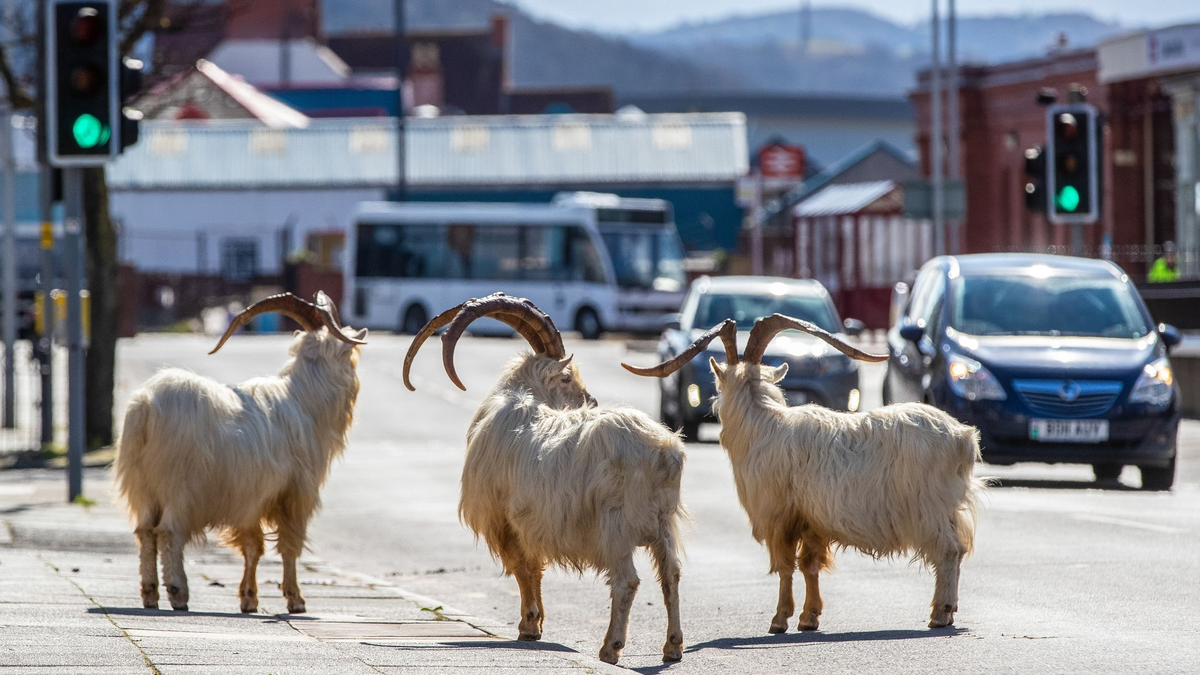Ziegen stehen im Frühjahr 2020 auf einer Straße im walisischen Llandudno, die aufgrund der Corona-Ausgangsbeschränkungen nur schwach befahren ist. - Foto: Peter Byrne/PA Wire/dpa
