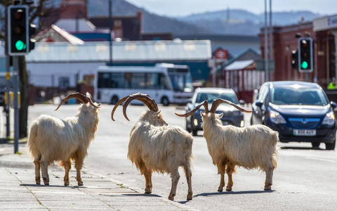 Ziegen stehen im Frühjahr 2020 auf einer Straße im walisischen Llandudno, die aufgrund der Corona-Ausgangsbeschränkungen nur schwach befahren ist. - Foto: Peter Byrne/PA Wire/dpa