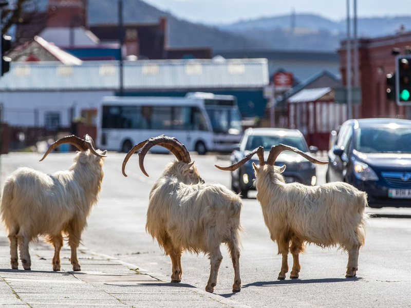 Ziegen stehen im Frühjahr 2020 auf einer Straße im walisischen Llandudno, die aufgrund der Corona-Ausgangsbeschränkungen nur schwach befahren ist. - Foto: Peter Byrne/PA Wire/dpa