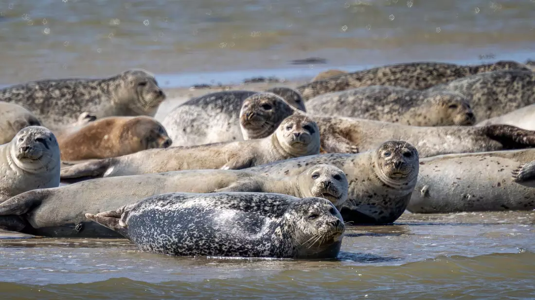 Seehunde und Kegelrobben liegen auf einer Sandbank vor der ostfriesischen Insel Spiekeroog. - Bild: Sina Schuldt/dpa