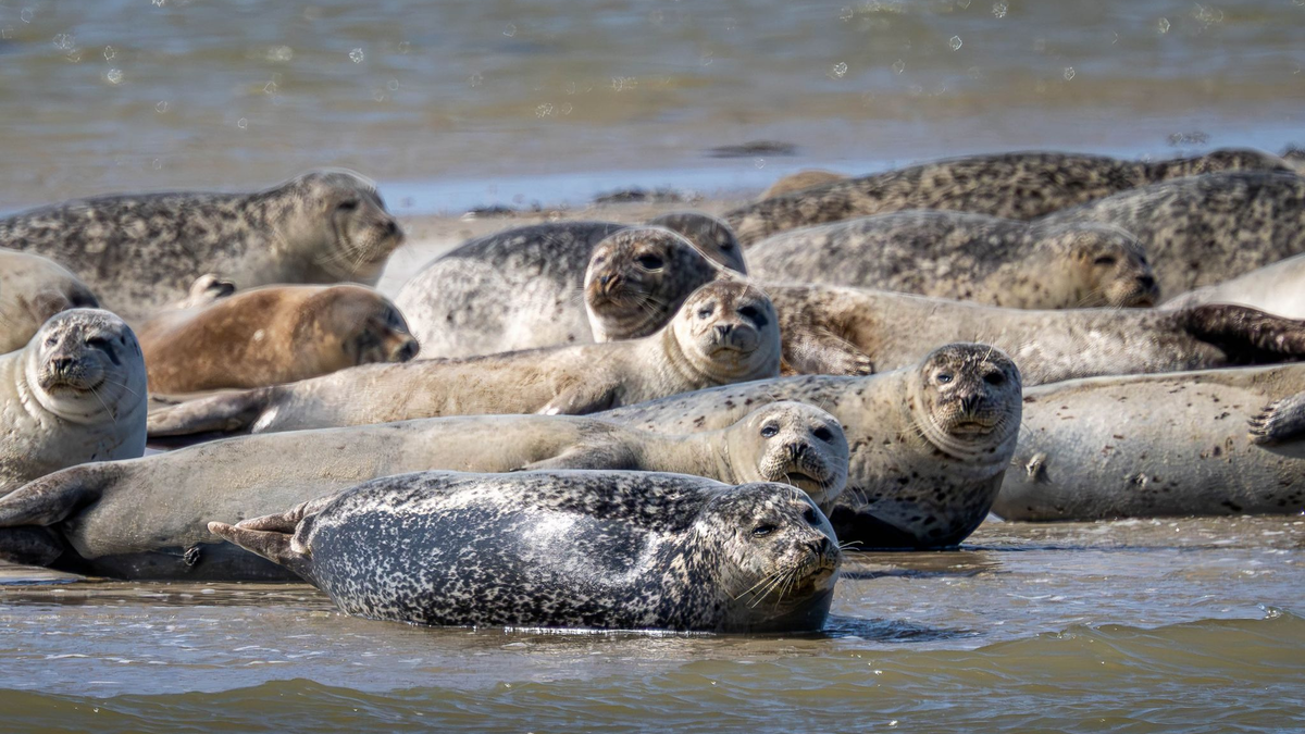 Seehunde und Kegelrobben liegen auf einer Sandbank vor der ostfriesischen Insel Spiekeroog. - Foto: Sina Schuldt/dpa