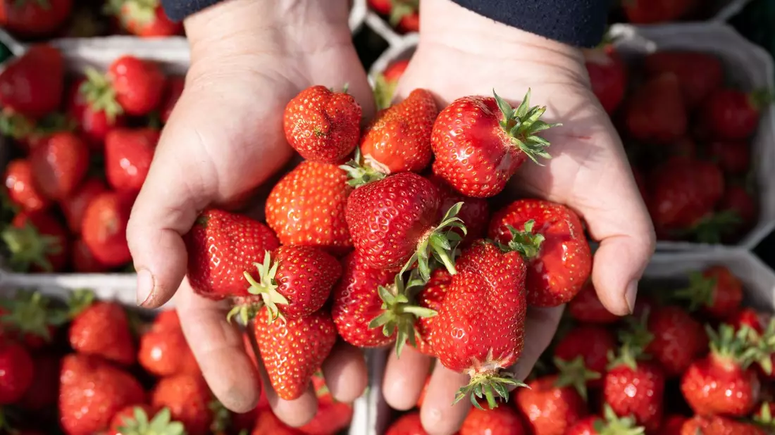 Die Erdbeersaison ist im vollen Gange. Woher sind die Erdbeeren, die Discounter und Supermärkte in Deutschland anbieten? - Bild: Sebastian Kahnert/dpa