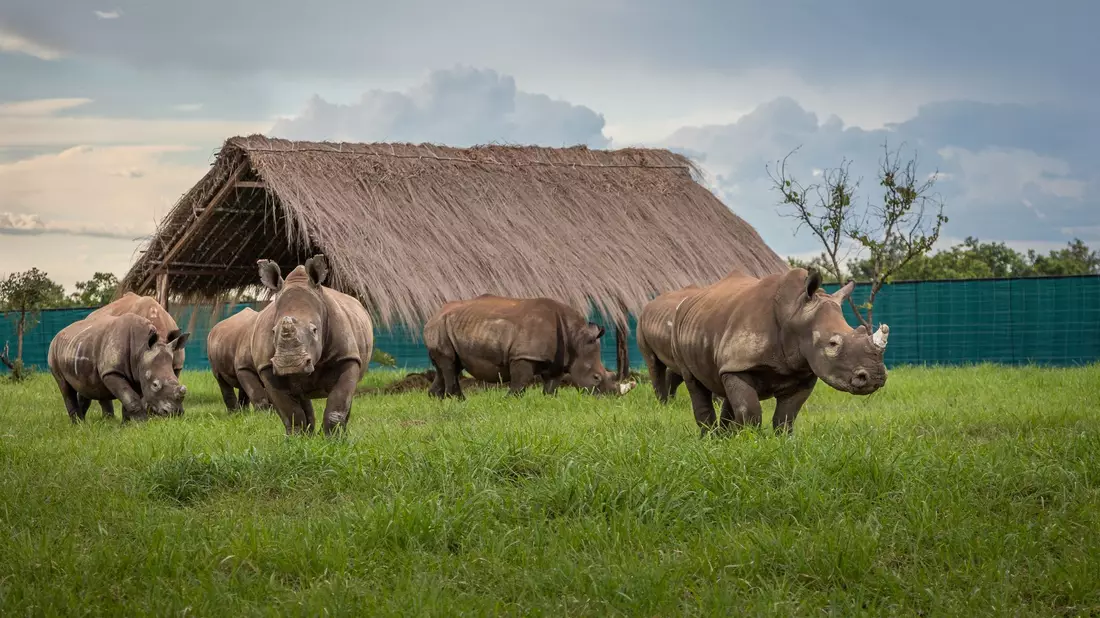 Die Nashörner kommen in Garamba an. - Bild: Martin Van Rooyen/African Parks/dpa