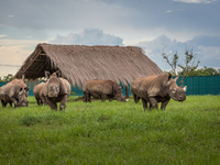 Die Nashörner kommen in Garamba an. - Foto: Martin Van Rooyen/African Parks/dpa