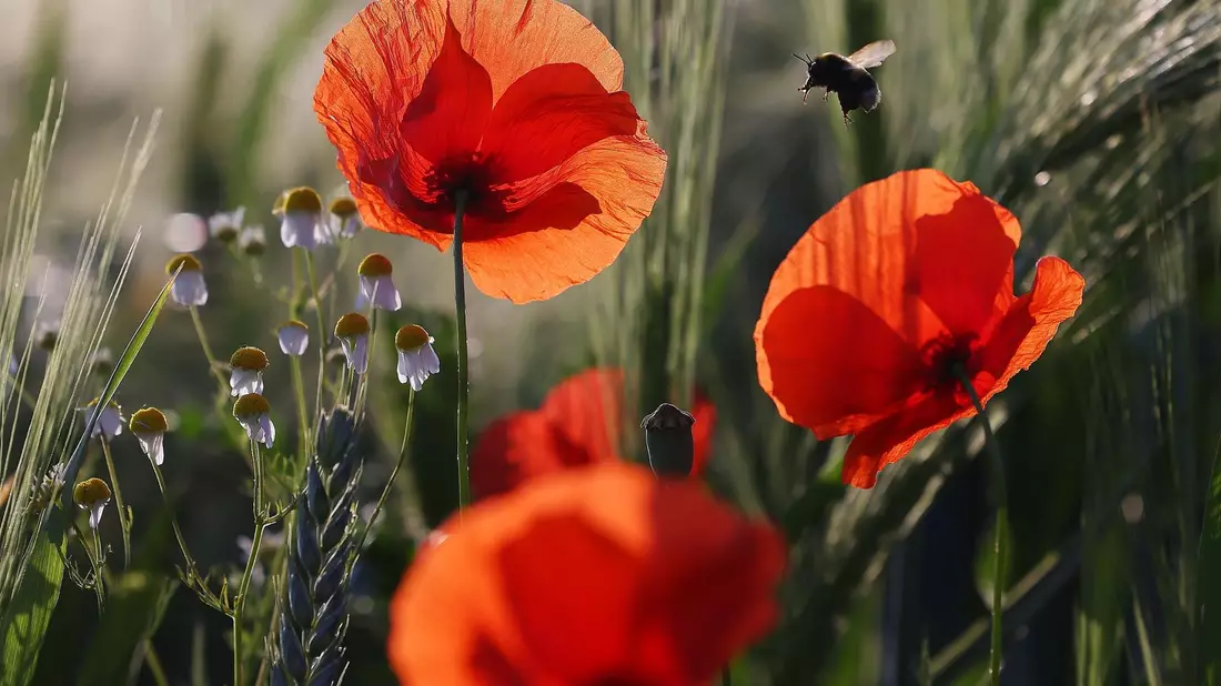 Eine Hummel fliegt eine Mohnblume an. - Bild: David Young/dpa