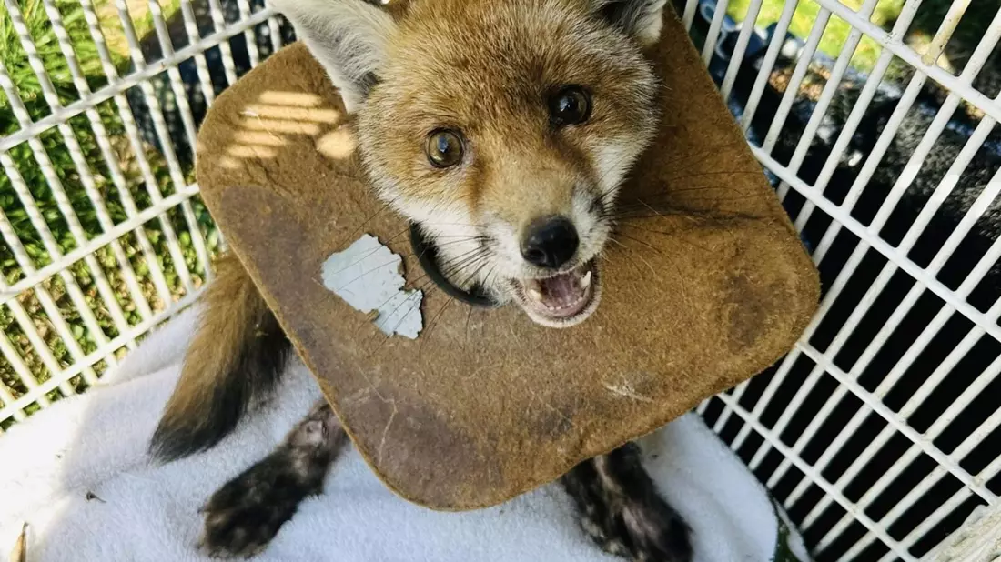 Der junge Fuchs in England, der von der Tierschutzorganisation RSPCA gerettet wurde. - Bild: Rspca/PA Media/dpa