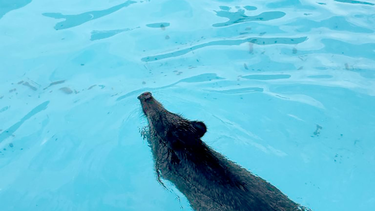 Abkühlung vonnöten: Ein Wildschwein schwimmt in einem Swimmingpool. - Foto: Polizei Märkisch Oderland/dpa