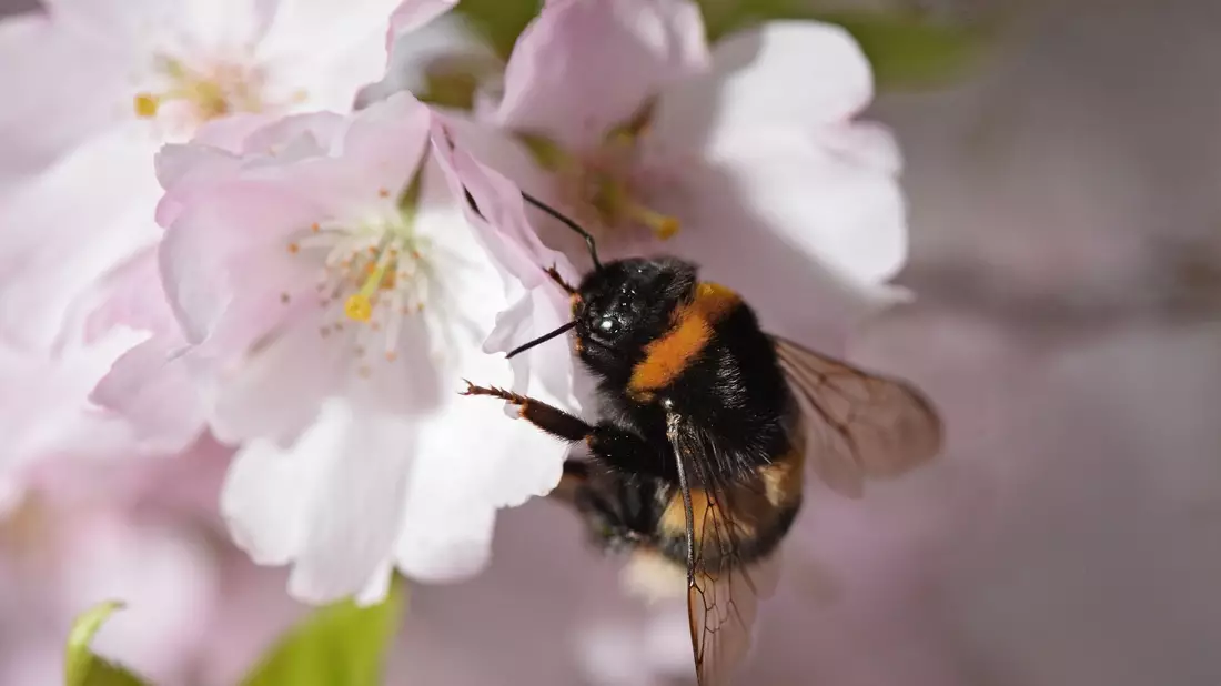 Eine Gartenhummel sucht auf der Blüte einer japanischen Zierkirsche nach Pollen. - Bild: picture alliance / dpa