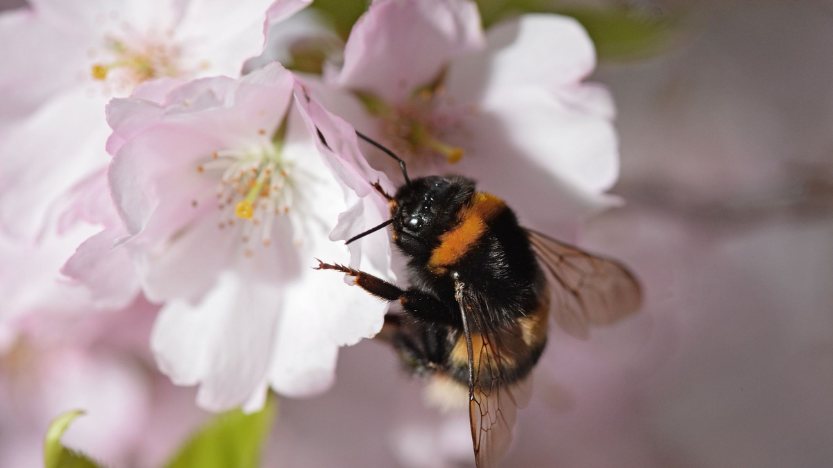 Eine Gartenhummel sucht auf der Blüte einer japanischen Zierkirsche nach Pollen. - Foto: picture alliance / dpa