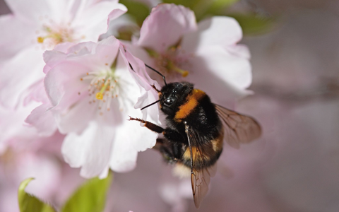 Eine Gartenhummel sucht auf der Blüte einer japanischen Zierkirsche nach Pollen. - Foto: picture alliance / dpa