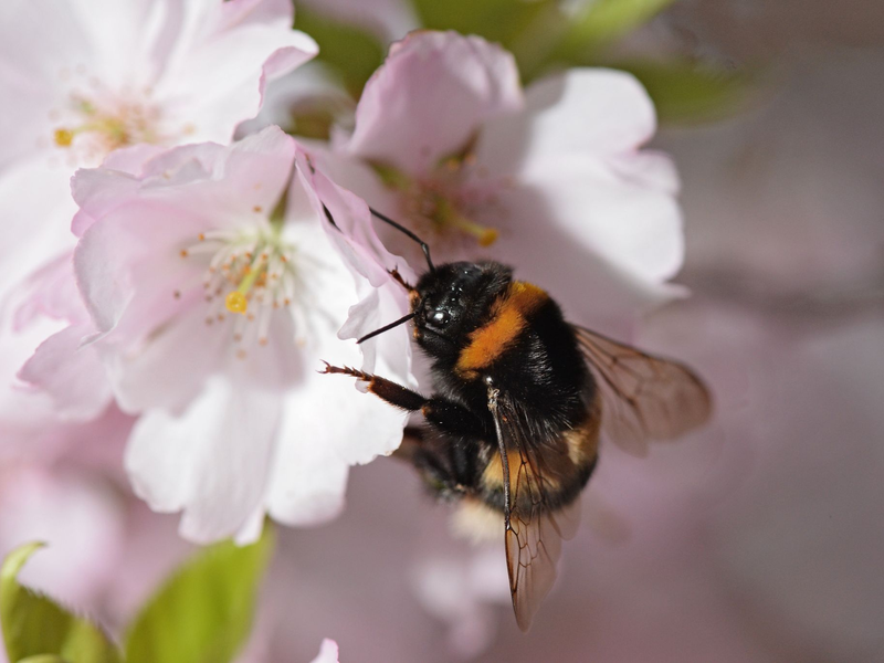 Eine Gartenhummel sucht auf der Blüte einer japanischen Zierkirsche nach Pollen. - Foto: picture alliance / dpa