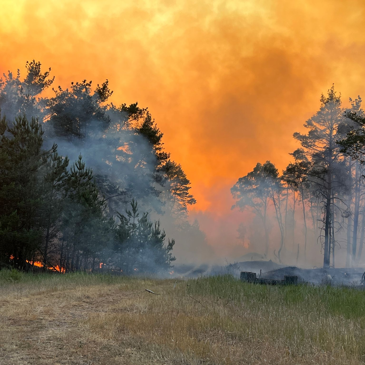 Rauch und Flammen steigen am 12. Juni in den Himmel aus einem Waldgebiet bei Lübtheen in Mecklenburg-Vorpommern. - Foto: Thomas Schulz/dpa
