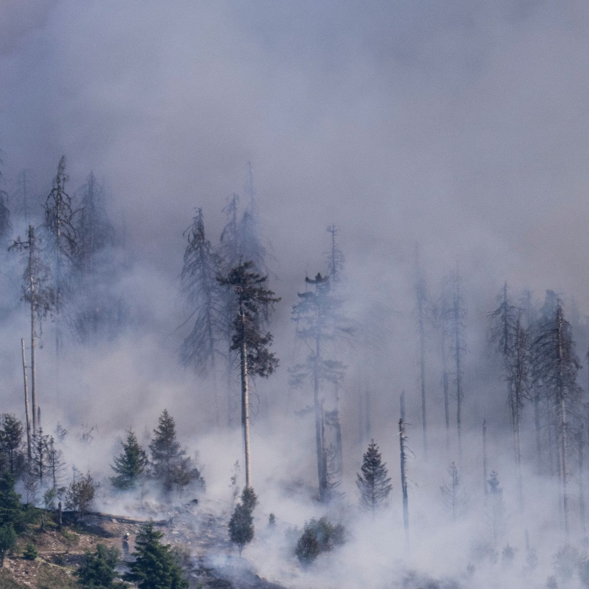 Waldbrand auf dem Altkönig bei Kronberg in Hessen. - Foto: Boris Roessler/dpa